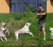 Labradorai