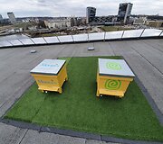 Miesto bitininkystė