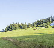 Namas Lenkijoje, Krokuvoje 
