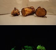 Lazdyno mediena, stipriai pažeista bioliuminescencinio grybo