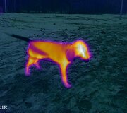 Jei mi&scaron;ke pamesite augintinį &ndash; su &scaron;iuo telefonu jį matysite kaip geltoną/oranžinį siluetą mėlynai žaliame fone