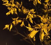 Fotografuota su &bdquo;Huawei Mate 10 Pro&ldquo;