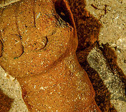 Archeologiniai tyrimai Meksikos povandeniniame urve