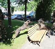 Pasieniečių tarnybinių &scaron;unų būryje &ndash; du jauni vokiečių aviganiai Luna ir Lordas bei olandų aviganiai Hana ir Herkus