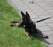Pasieniečių tarnybinių &scaron;unų būryje &ndash; du jauni vokiečių aviganiai Luna ir Lordas bei olandų aviganiai Hana ir Herkus
