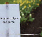 Kauno botanikos sode žydi tulpės
