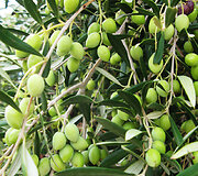 Kreta