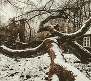 Dabulevičių maumedis Kybartuose