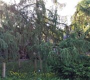 Dabulevičių maumedis Kybartuose