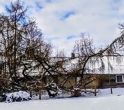 Dabulevičių maumedis Kybartuose