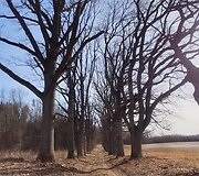 Vilky&scaron;kių ąžuolų alėja