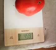 Skaitytojos Joanos &scaron;iltnamyje užaugęs pomidoras