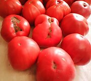 Skaitytojos Joanos &scaron;iltnamyje užaugę pomidorai