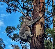 Algirdo kelionė dviračiu per Australiją