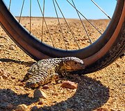 Algirdo kelionė dviračiu per Australiją