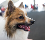 Tarptautinė &scaron;unų paroda