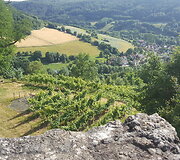 Vynuogynas