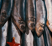 Jolitos Vaitkutės kalėdinė eglutė i&scaron; silkių