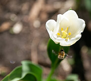 Pražydusios tulpės Konstantino Sirvydo skvere