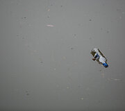 Aplinkosaugininkų i&scaron;vyka į &bdquo;Grigeo&ldquo; Grigi&scaron;kėse