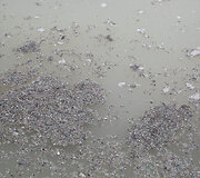 Aplinkosaugininkų i&scaron;vyka į &bdquo;Grigeo&ldquo; Grigi&scaron;kėse