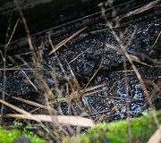 Aplinkosaugininkų i&scaron;vyka į &bdquo;Grigeo&ldquo; Grigi&scaron;kėse