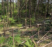 Audros i&scaron;versti medžiai