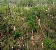 Audros i&scaron;versti medžiai