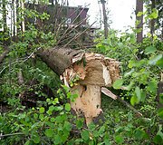 Audros i&scaron;versti medžiai