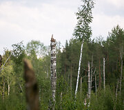 Audros i&scaron;versti medžiai