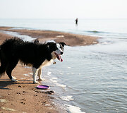 &Scaron;unų paplūdimys Nemirsetoje