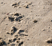 &Scaron;unų paplūdimys Nemirsetoje