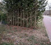 Eglutėmis užsodintas Žvėryne esantis takelis link Neries