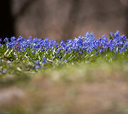Pavasariniai žiedai Bernardinų kapinėse