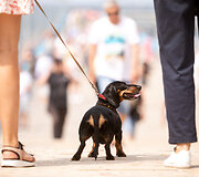 Poilsiautojai Palangoje