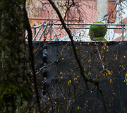 Petro Cvirkos paminklas, nuklotas samanomis