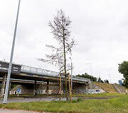&Scaron;iemet pasodinti medžiai Ateities gatvėje ties Geležinio Vilko gatvės viaduku
