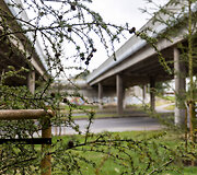 &Scaron;iemet pasodinti medžiai Ateities gatvėje ties Geležinio Vilko gatvės viaduku