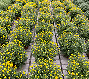 &Scaron;irvintų rajone įsikūręs gėlių ūkis