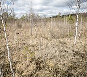 &Scaron;ilėnų pelkės orchidėjų gelbėjimas 