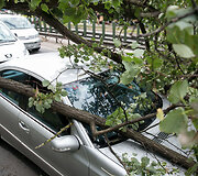 Geležinio vilko gatvėje ant automobilio užvirto medis