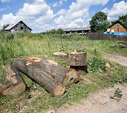 Medžių kirtimas Vilniaus Kirtimų tabore