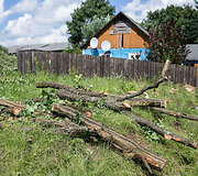 Medžių kirtimas Vilniaus Kirtimų tabore