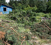 Medžių kirtimas Vilniaus Kirtimų tabore