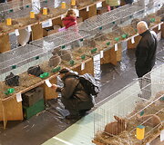 Akimirkos i&scaron; įvairių triu&scaron;ių parodų