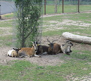 Trakėnų zoologijos sode
