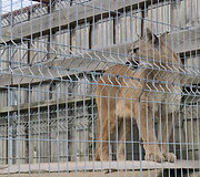 Trakėnų zoologijos sode
