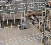 Trakėnų zoologijos sode