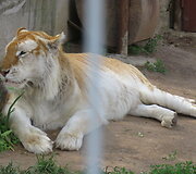 Trakėnų zoologijos sode