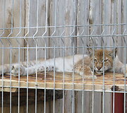 Trakėnų zoologijos sode